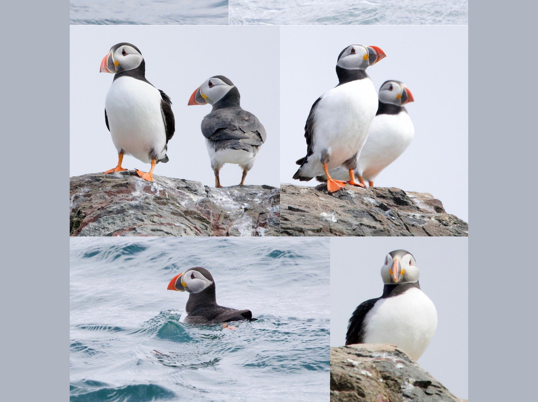 Serenity Farne Island Boat Tours-Seahouses必去景点
