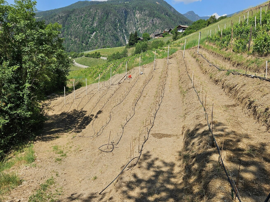 Weingut & Genusshotel Spitalerhof Superior主图