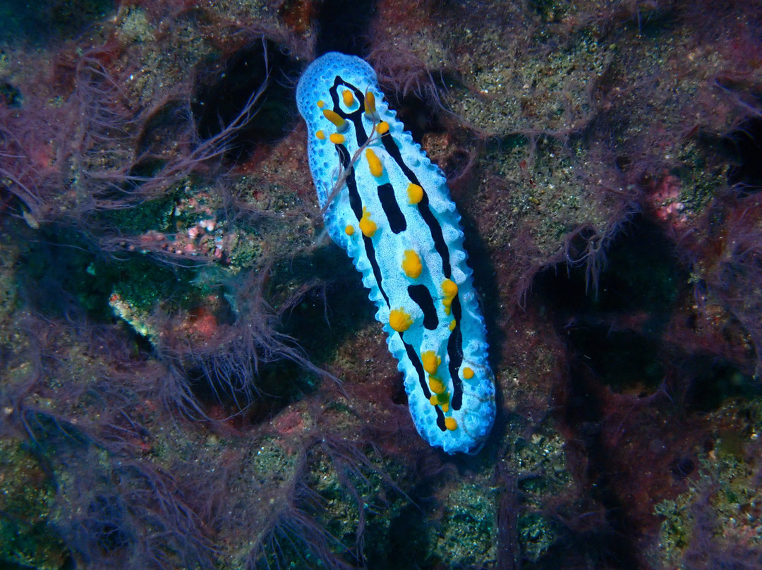 Diving Candidasa-甘地达萨必去景点