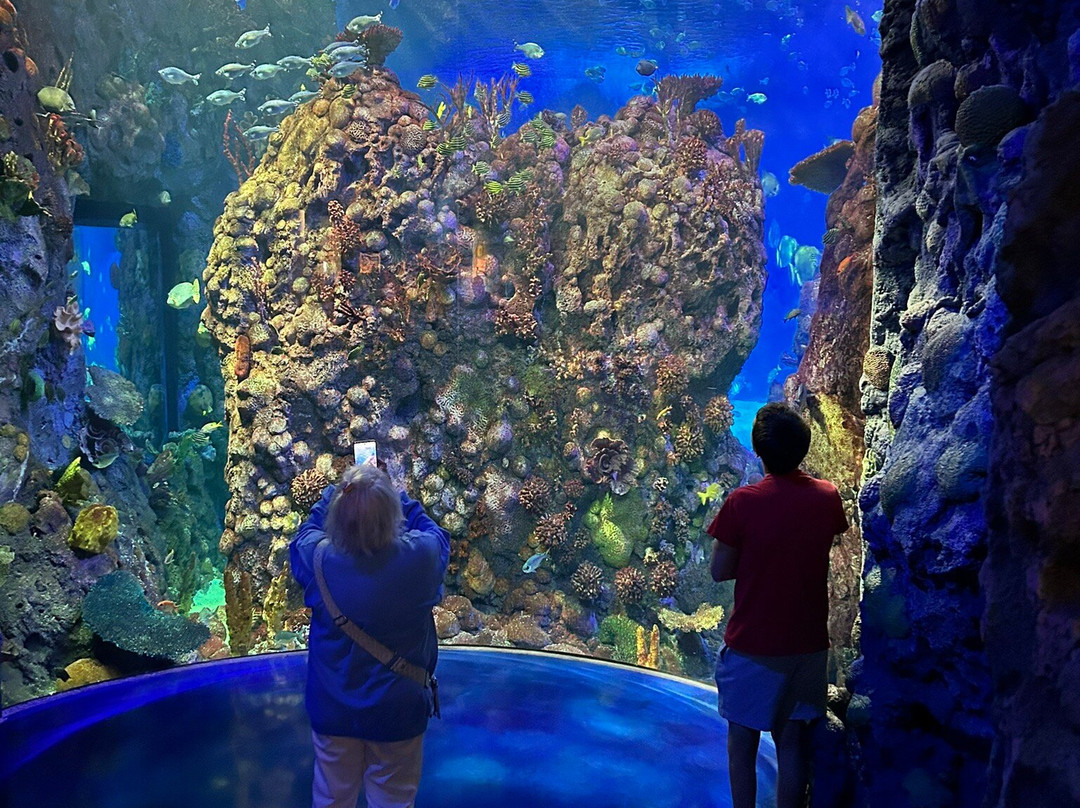 Aquarium At The Boardwalk-布兰森必去景点