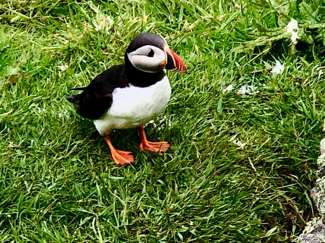Mingulay Boat Trips & Wildlife Spotting