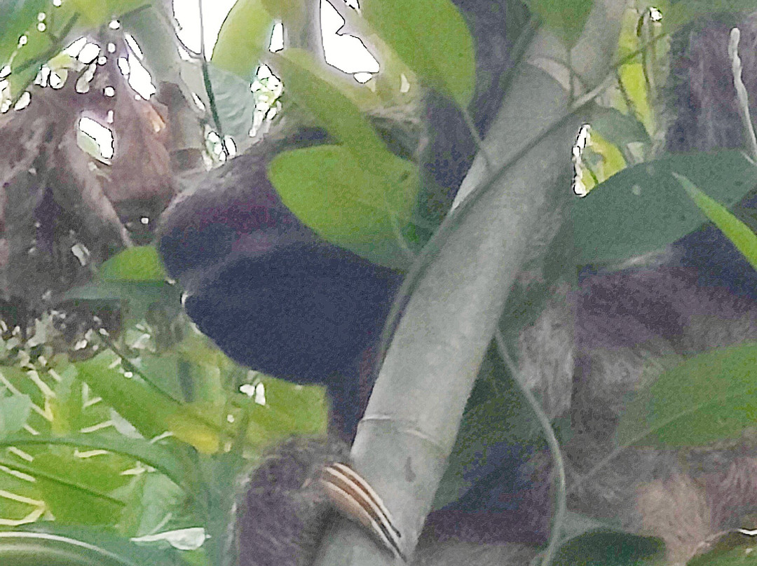Amazon Maguta Jungle Lodge-莱蒂西亚必去景点