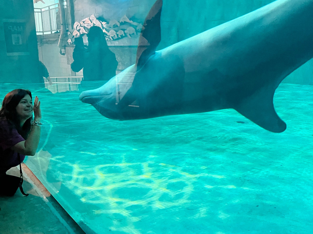 Clearwater Marine Aquarium-克利尔沃特必去景点