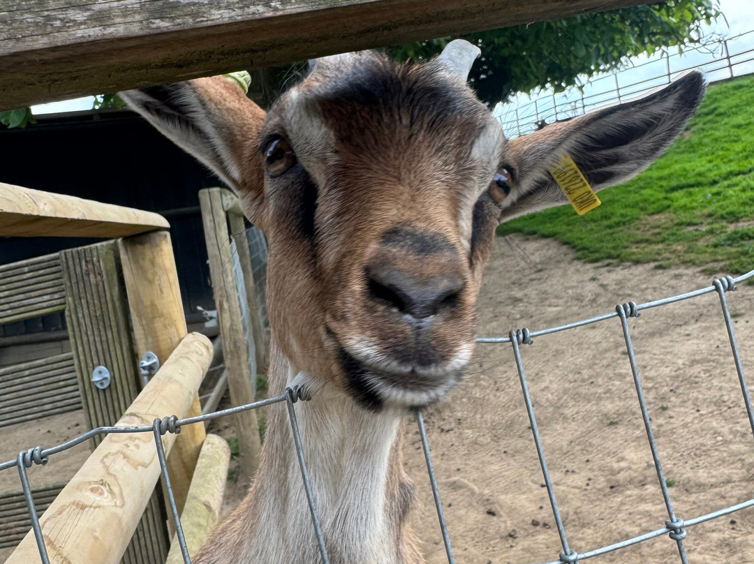 Jimmy's Farm & Wildlife Park-伊普斯威奇必去景点