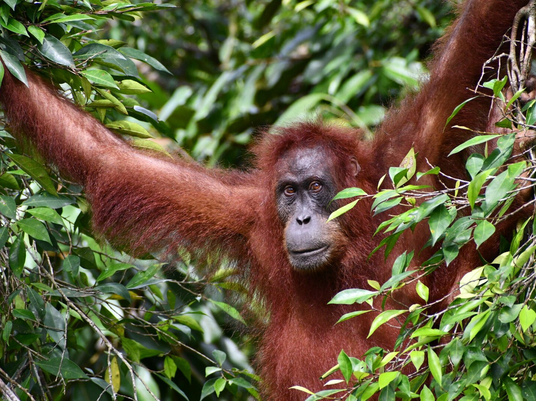 Bukit Lawang Jungle Trekking-武吉拉旺必去景点