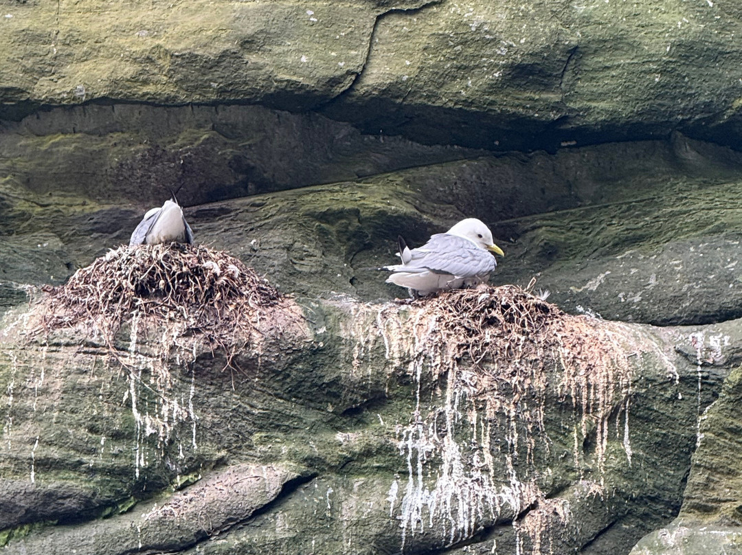 Skellig Michael Cruises-Portmagee必去景点