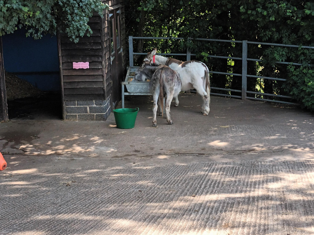 The Donkey Sanctuary-西德茅斯必去景点
