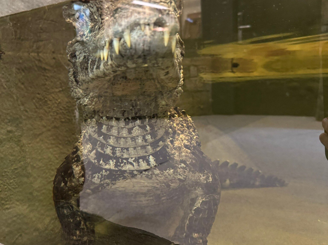Crocodiles of the World-Brize Norton必去景点