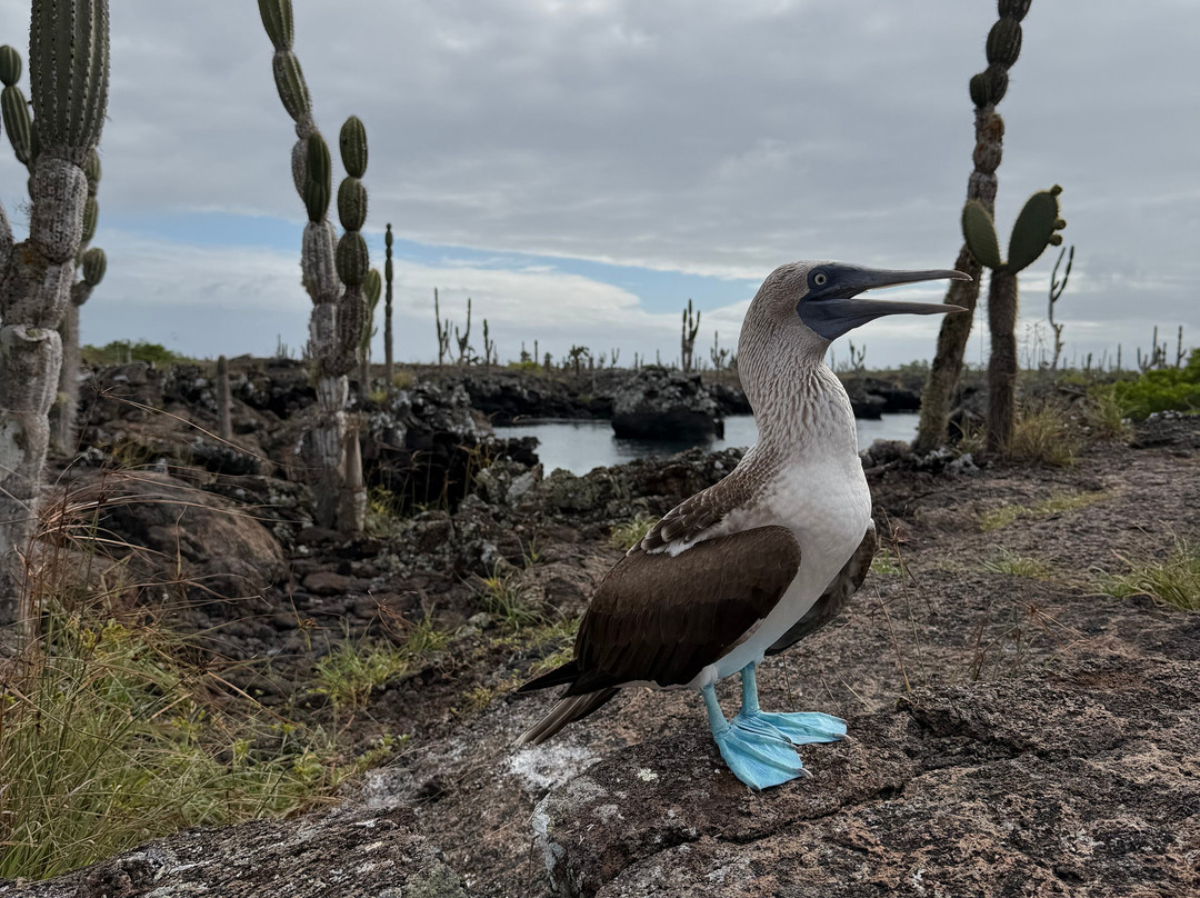 Go Galápagos Tours-Baltra必去景点
