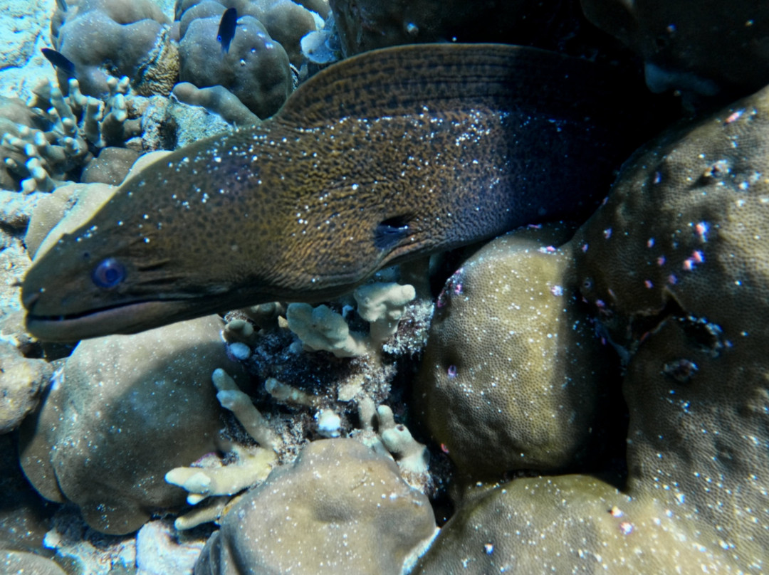 Bali Hai Diving Menjangan-班玉威当必去景点