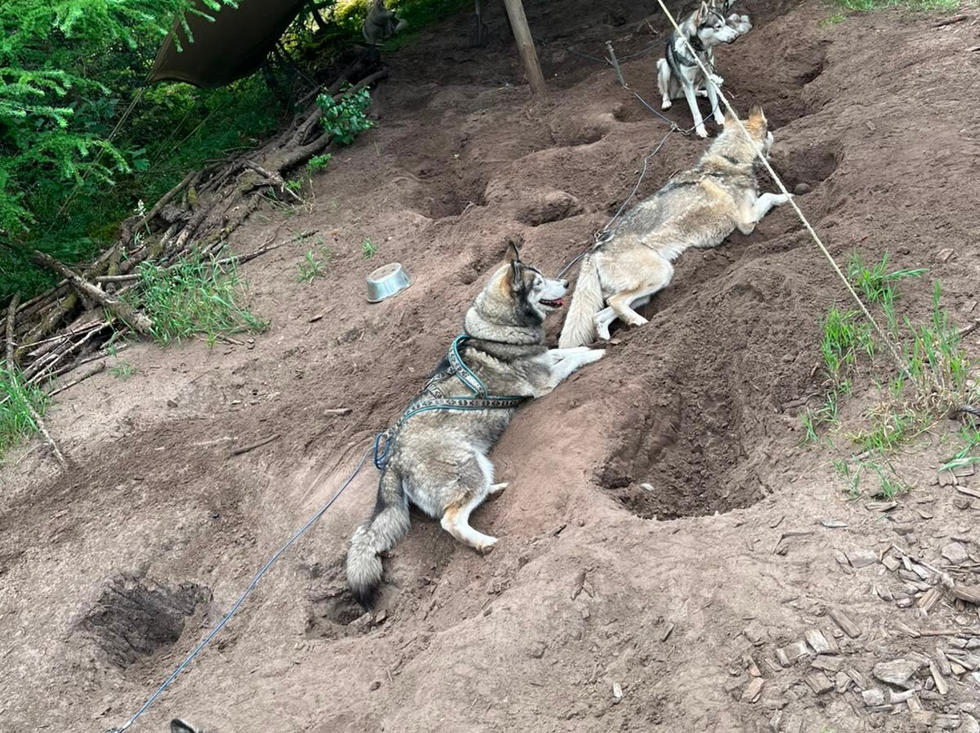 Dutch Husky Experience-'t Harde必去景点