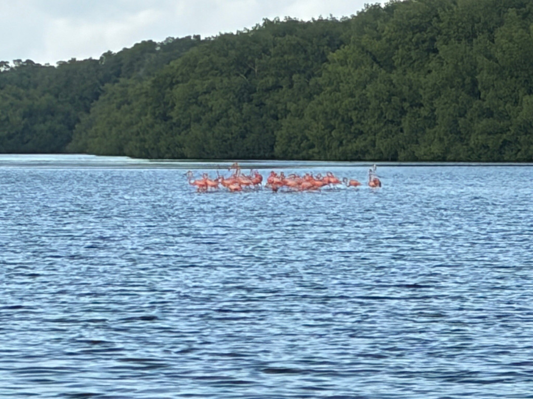 Nanan's Caroni Bird Sanctuary Tours-Caroni必去景点