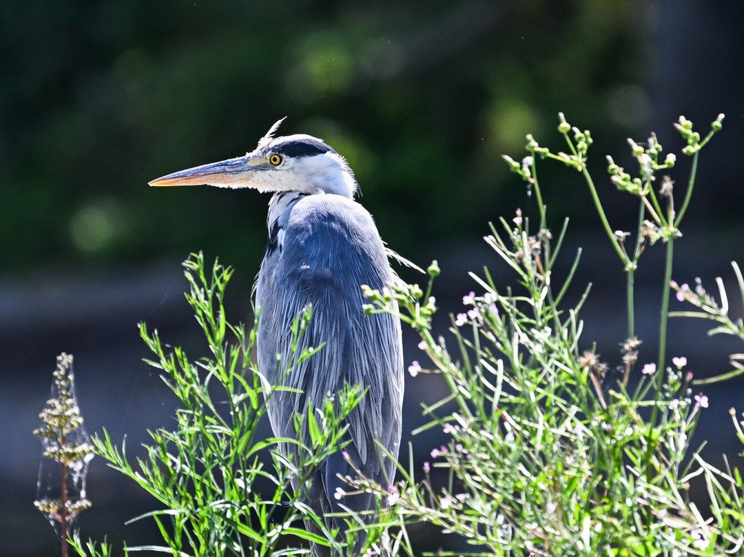 GG Wildlife Experiences Ltd-Goring-on Thames必去景点
