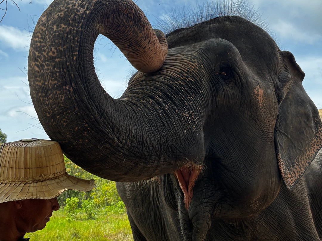 Kulen Elephant Forest-暹粒必去景点