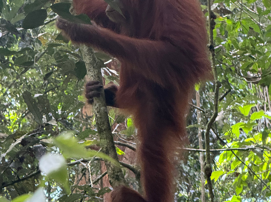 Bukit Lawang Travel-武吉拉旺必去景点