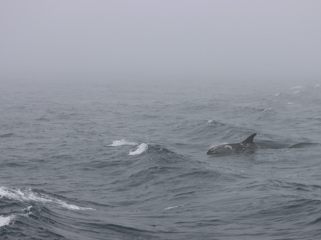 Petit Pasage Whale Watch-East Ferry必去景点