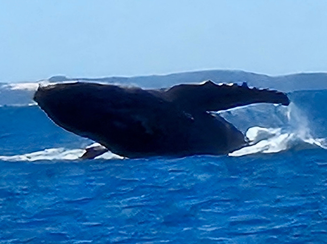 Pacific Whale Foundation Eco-Adventures Australia-尤兰根必去景点