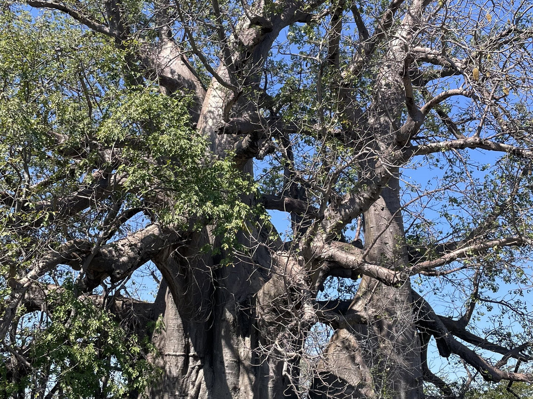 Planet Baobab-Gweta必去景点