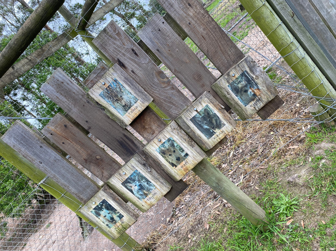 Garden Route Wolf Sanctuary-普利登堡湾必去景点