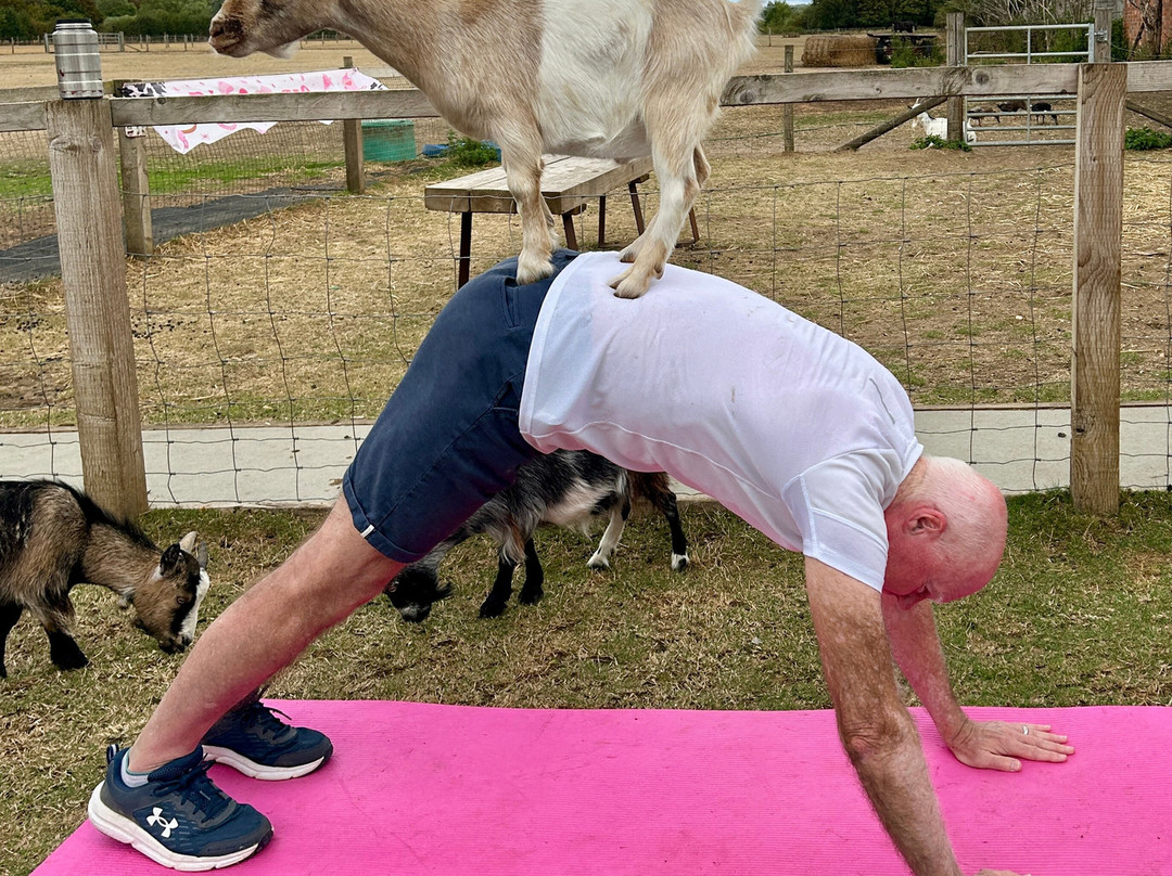 Ings Park Alpacas-Brough必去景点