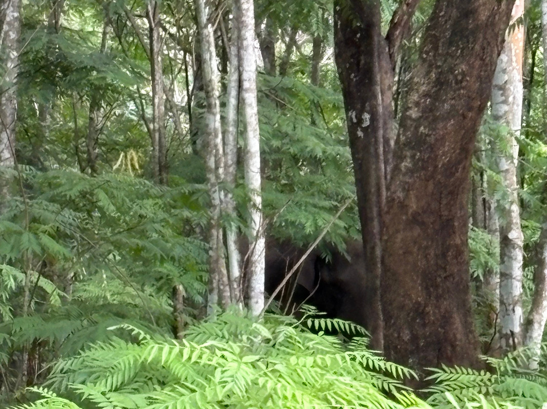 Wayanad Wildlife Sanctuary-卡尔贝塔必去景点