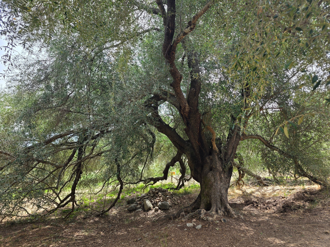 Olivastri Millenari di Santo Baltolu-Luras必去景点