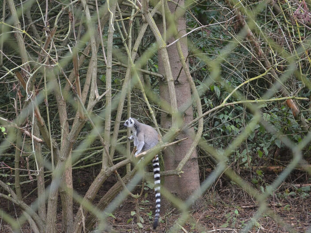 Hoo Zoo And Dinosaur World-特尔福德必去景点