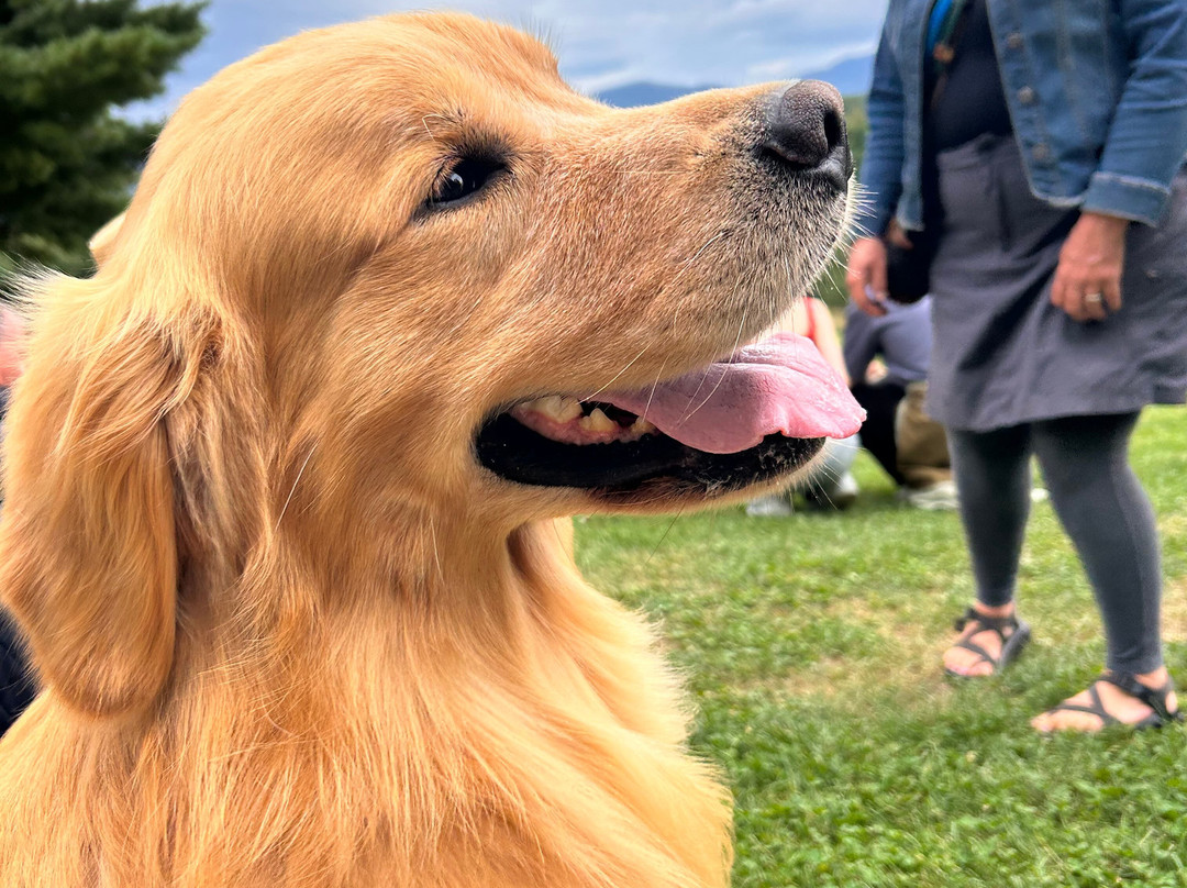 Golden Dog Farm-Jeffersonville必去景点