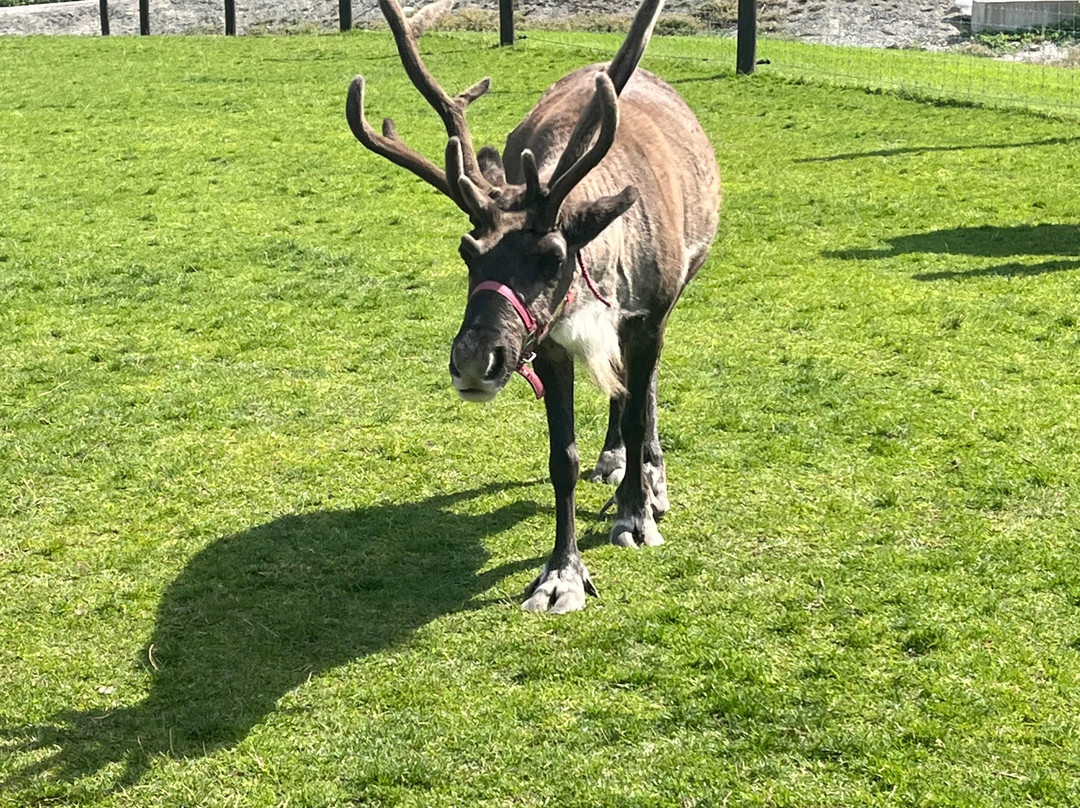 Leavenworth Reindeer Farm-莱文沃思必去景点
