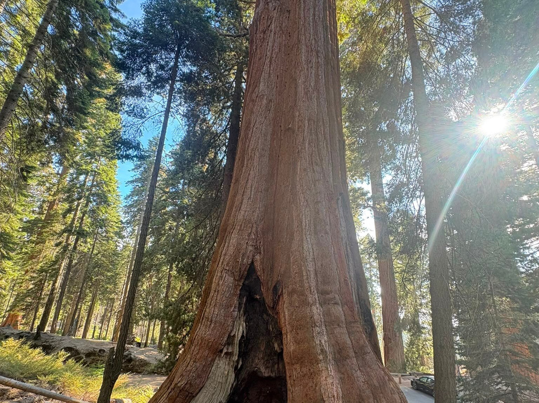 Sequoia National Park-维塞利亚必去景点