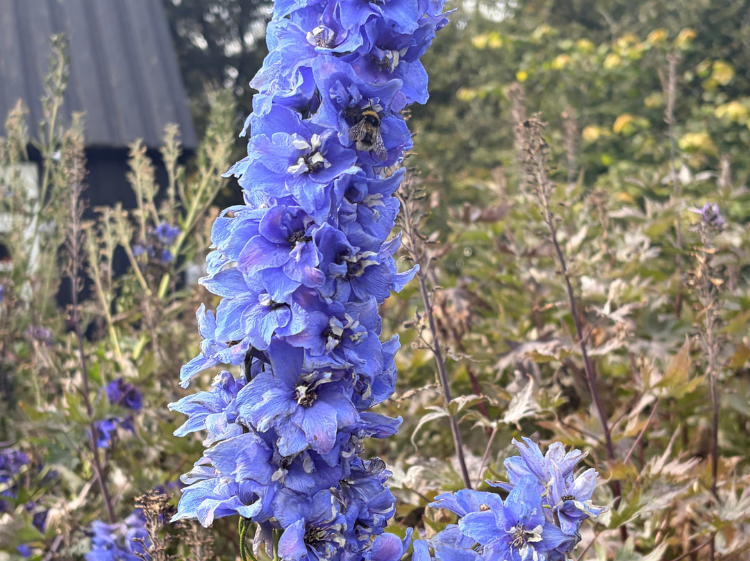 Akureyri Botanical Garden-阿克雷里必去景点