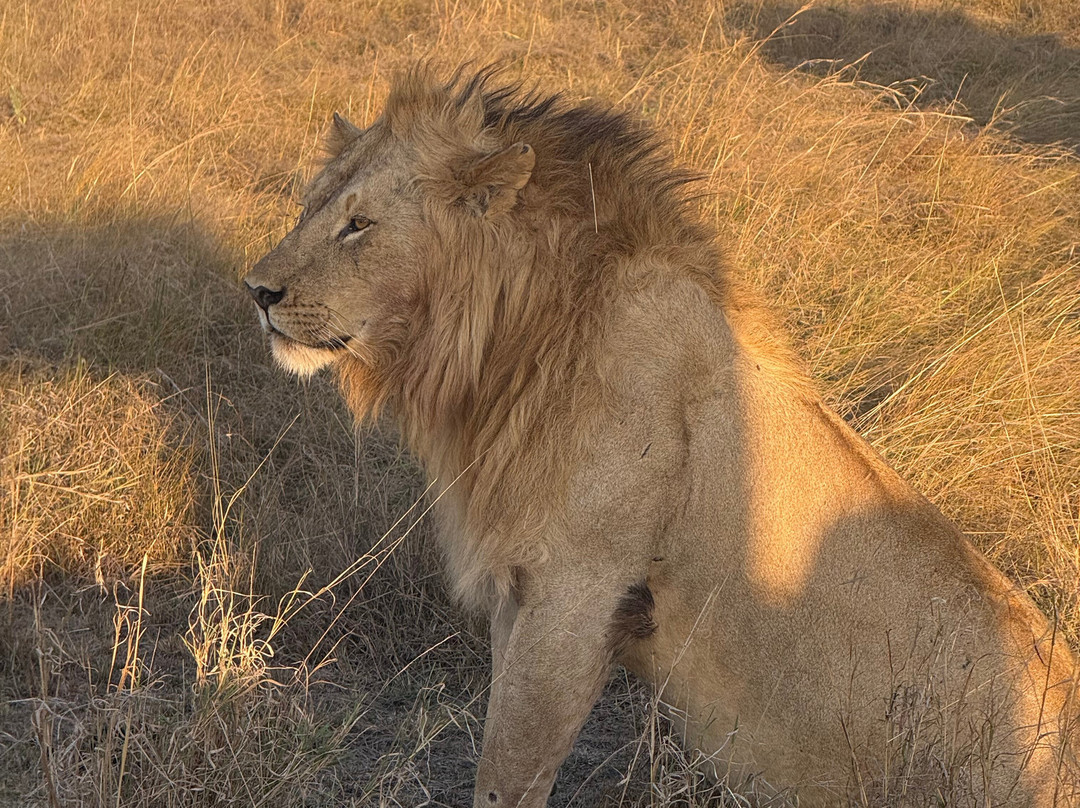 Maasai Mara National Reserve-纳罗克必去景点