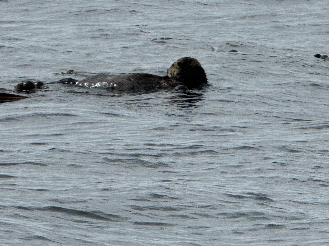 Jamie's Whaling Station and Adventure Centre - Ucluelet-尤克卢利特必去景点