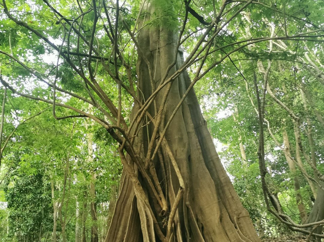 Amazon Green Tours-玛瑙斯必去景点