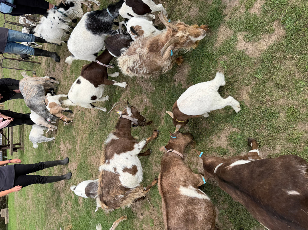 Blackwater Alpacas & Pygmy Goats-布伦特里必去景点