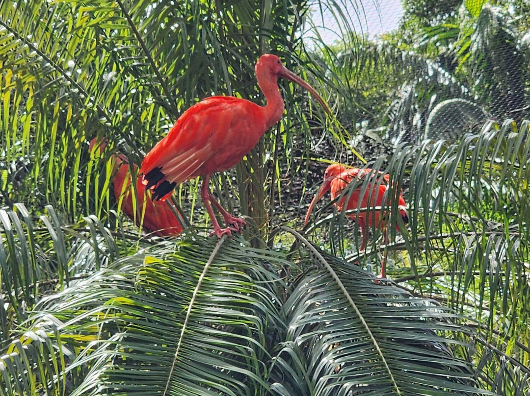 Zoo de Martinique-Le Carbet必去景点