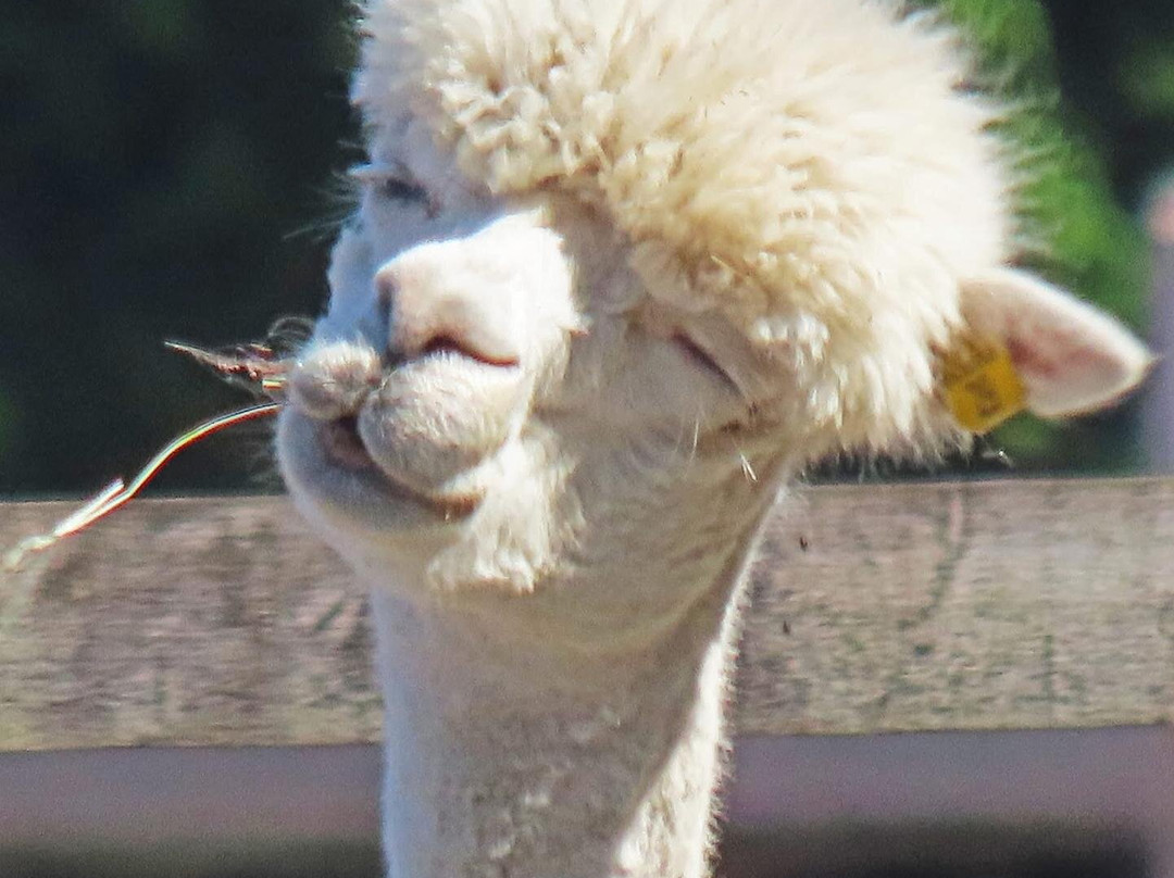 Wildwood Alpacas