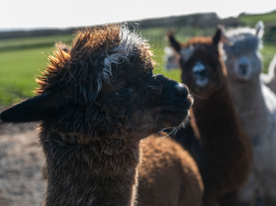 Portally Alpaca Trail-Dunmore East必去景点