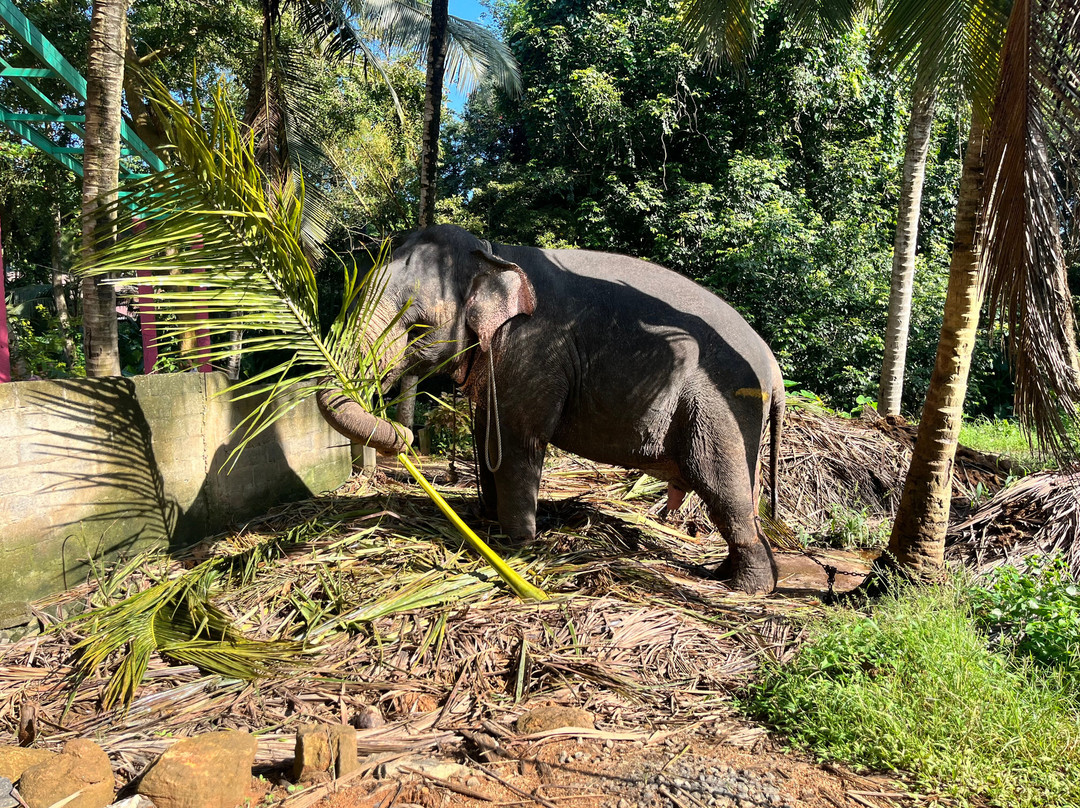 Maharaja Elephants Save Project-凯格勒 必去景点