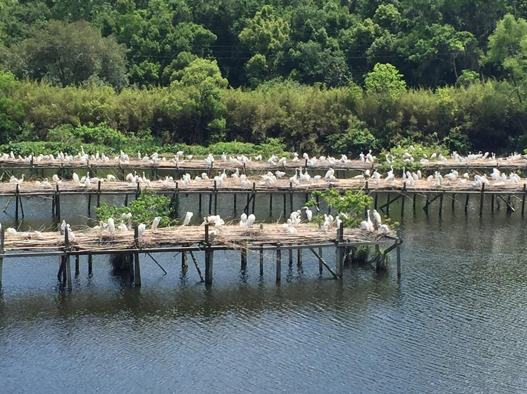 Bird City景点图片