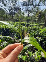 Araksa Tea Plantation - Day Tours-清迈必去景点