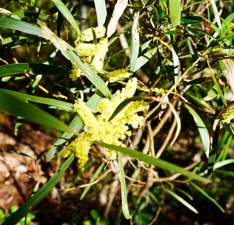 Port Stephens Native Flora Garden景点图片