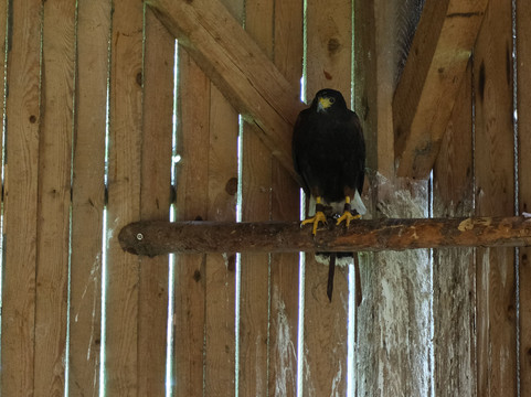 Greifvogel-Erlebnis-Brunnental