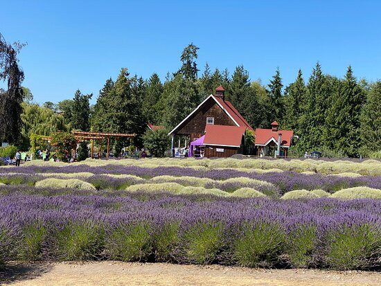 Purple Haze Lavender Farm景点图片