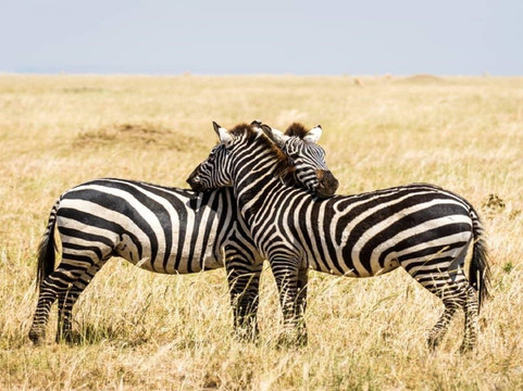 A TO ZEBRA EXPERIENCE-阿鲁沙必去景点