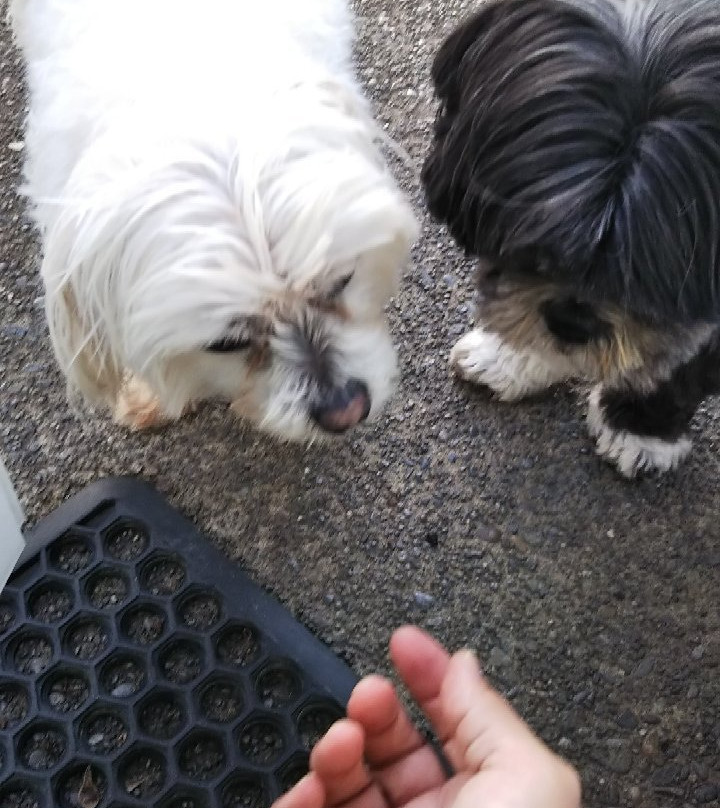 橄榄树住宿加早餐酒店主图