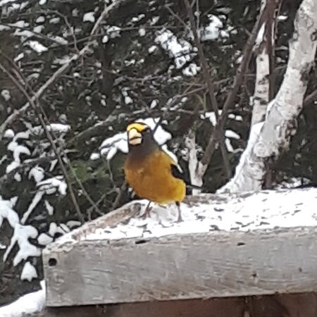 Falcon Trails Resort主图