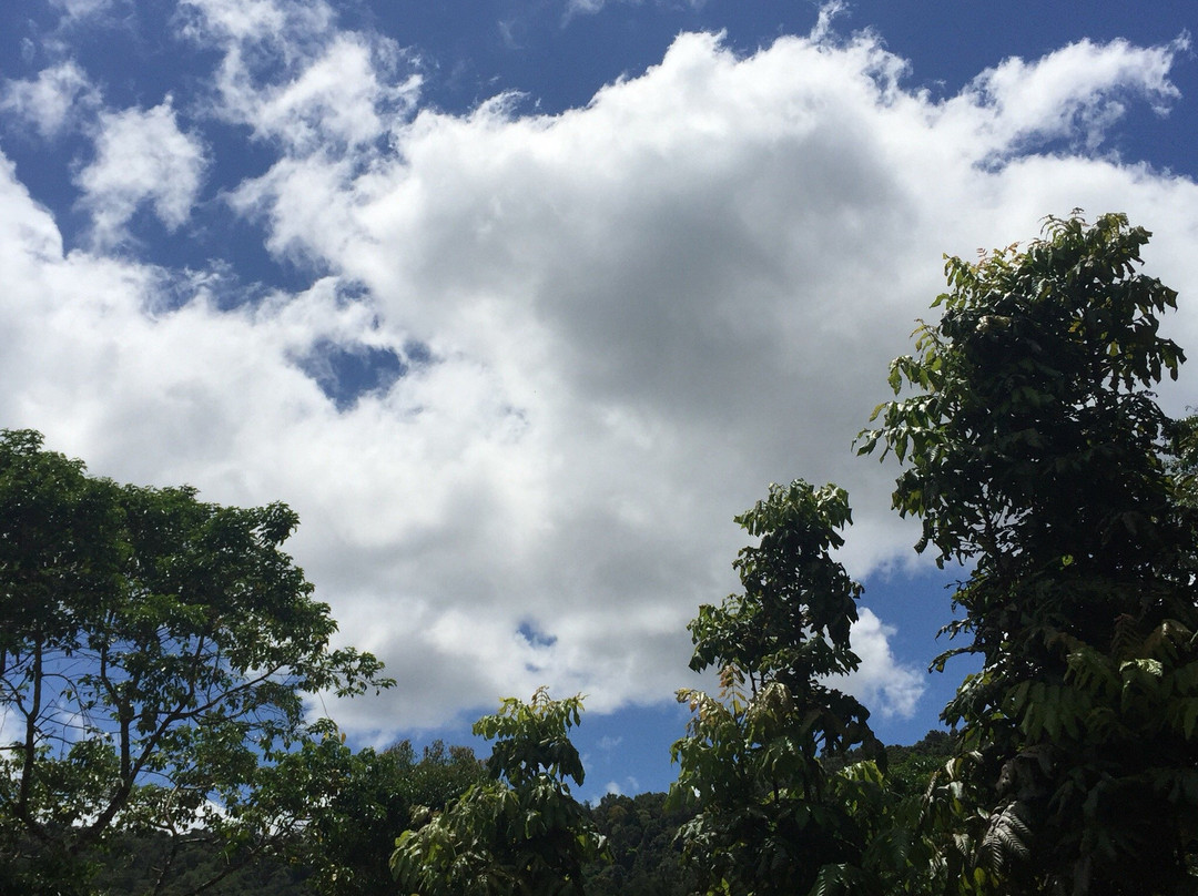 Rainforest Heart tropical Bushfood Orchard-Millaa Millaa必去景点