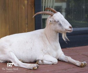 The Happy Herd Farm Sanctuary