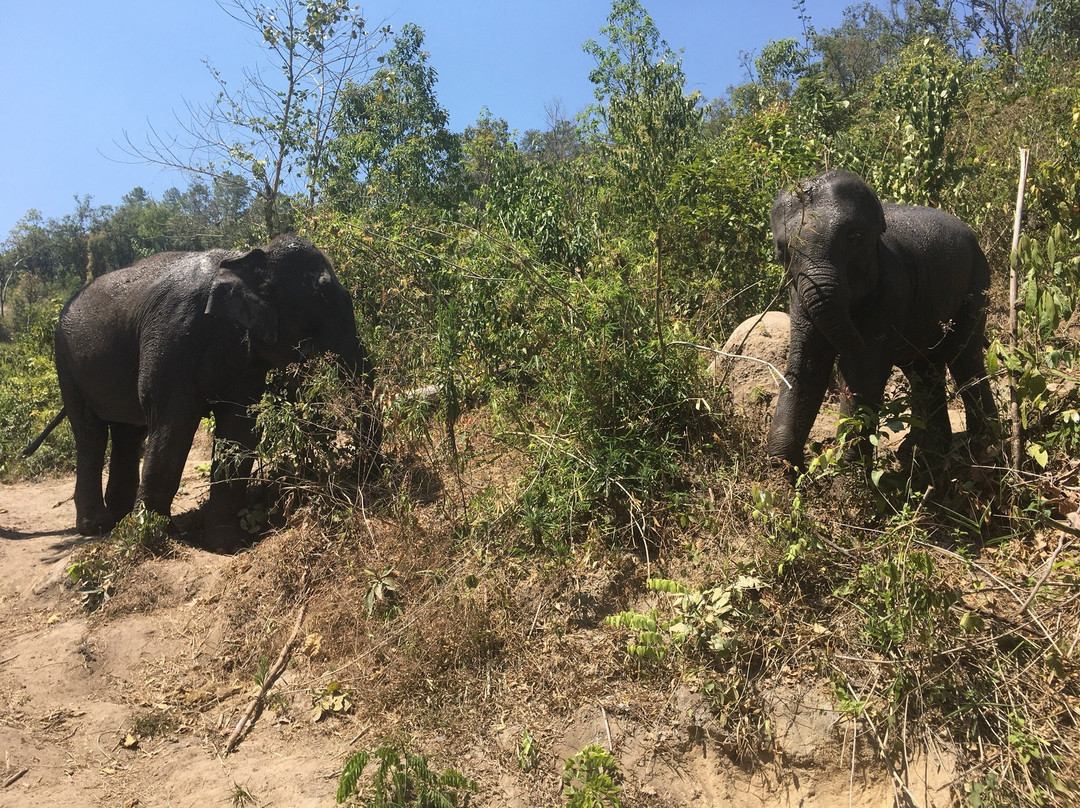 Karen Elephant Habitat景点图片